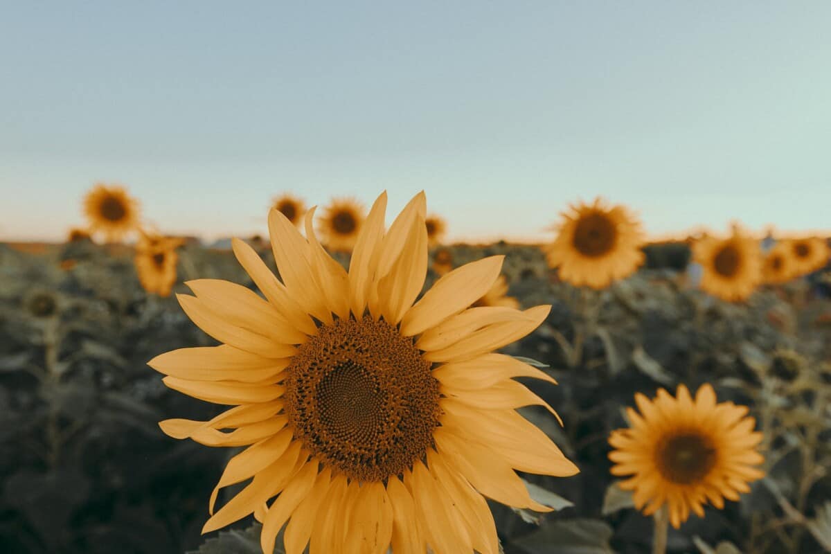close up photo of sunflower